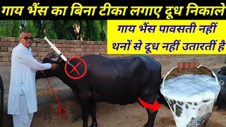 भैंस दूध ना उतारे तो क्या करें | Gay bhains pura doodh nhi utari