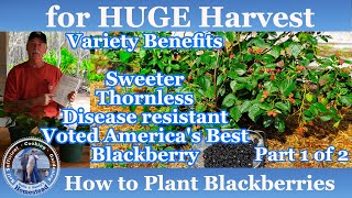 How to Plant Blackberries for a HUGE Harvest | Blackberries Part 1 of 2