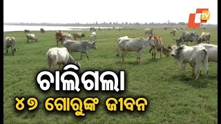 Nor'westers cause havoc in Barkote; 47 cows die