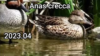 Eurasian teal (Common teal, Anas crecca) / Ducks (Waterfowl, Water birds)