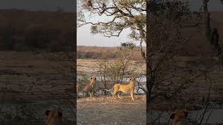 Wild Drama Unfolds: Baboons Confront Young Lions in Treetop Standoff. #lion  #wildlife #krugerspark