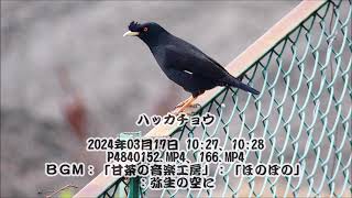 ハッカチョウ：2024年03月17日動画撮影。