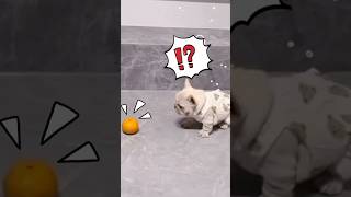 Youは何しに日本へ❓#shorts #funnydogs #funny #かわいすぎ #かわいい犬 #可愛い動画 #かわいい動物 #いぬのいる生活 #いぬ #可愛い #面白い動画 #2025