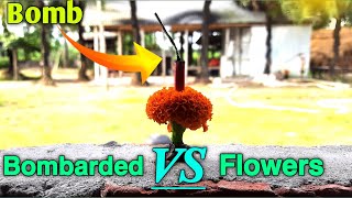 Bombarded VS Flowers। crazy science। science fair projects। science tricks। Experiment  2022