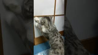 障子を破ろうとする猫が可愛い　#shorts