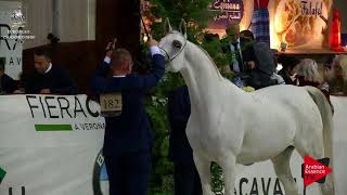 N.182 EUZONA - Verona 2017 - 4-6 Years Old Mares (Class 7)