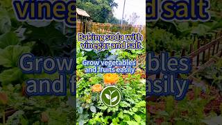 Baking soda with vinegar and salt #shortvideo #plants #youtubeshorts #howto #viralvideo #video