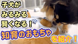 子犬が賢くなる知育おもちゃをご紹介／ロングコートチワワ ブラックタン／子犬の飼い方育て方／室内犬 初めて飼う／子犬の成長記録／ペットおもしろ動画／可愛いチワワの映像／chihuahua／暴れん坊 大吉