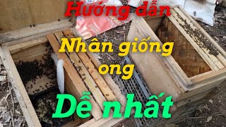 Hướng dẫn cách nhân giống chia đàn ong dễ và hiệu quả nhất.