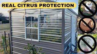 COMPLETE GUIDE TO CITRUS PROTECTION IN WINTER | PROOF WHAT REALLY WORKS | EXPERIENCED