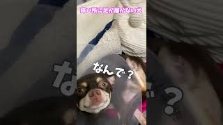 (チワワ) 痒い所に足が届かない犬 #shorts