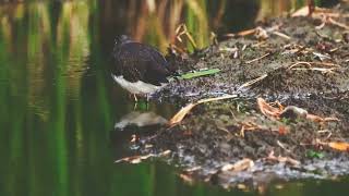 白腰草鷸 Green Sandpiper 2022 9/20