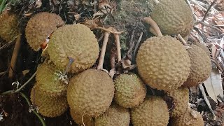 Camping, Kerja ditengah Hutan Kalimantan part II,menemukan durian unik dan langka...