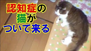 猫の認知症 - 老猫が飼い主のあとを追って来る