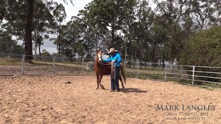 Helping a nervous Rescue 20 pony get more confident with people