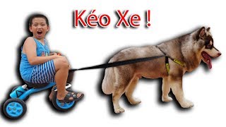 NTN - Thử Cho Chó Kéo Xe (Alaska dog pull the bike)