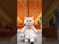 cat walking video billy walk kr rah ha billy daftar jia rah ha billy cat