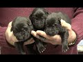 Kraftwerk K9 German Shepherd puppies at 5 days old!