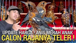 BANJIR ANIS ! PULUHAN BURUNG ANIS MERAH HARGA MURAH BERGARANSI JANTAN BUKAN PASAR BURUNG PRAMUKA