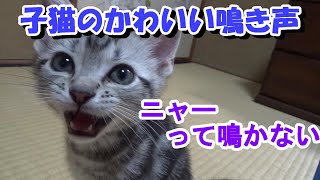 癒されるかわいい子猫の鳴き声！アメショー子猫ソラ生後２ヶ月（ASMR）