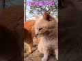 仲良しコンビ💕ボス＆チビ shorts 野良猫 ボス猫 猫ハウス