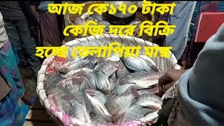 আজকে ১৭০ টাকা কেজি দরে বিক্রি হচ্ছে তেলাপিয়া মাছ। || rg romjan gazi||