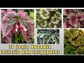 10 BEGONIA LANGKA banyak di cari pecinta tanaman hias || begonia experience #1