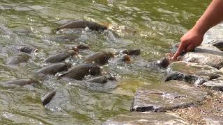 鎌倉鶴岡八幡宮　源平池　鯉の大群