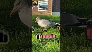 Tapping For Treats; Seagull's Secret Technique @TheWildCalls247