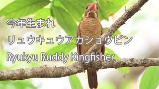 【今年生まれ】リュウキュウアカショウビン Ryukyu Ruddy Kingfisher