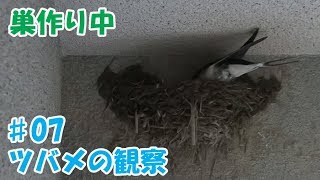 ツバメの巣作りを観察♯07