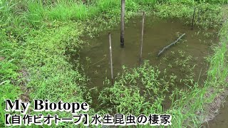 自作ビオトープに水生昆虫がたくさん！タガメはいかに…【My Biotope】2021年7月