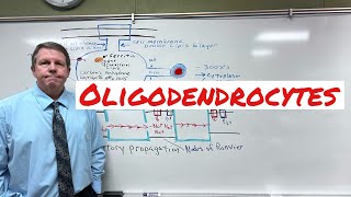 Oligodendrocytes