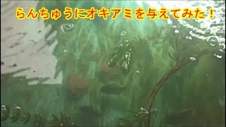 金魚の王様らんちゅう室内飼育試験（６）