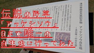 「天然記念物」「アッケシソウの自生地に潜入、撮影に成功しました「激レア映像」【＃009】