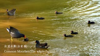 紅冠水雞/Common Moorhen