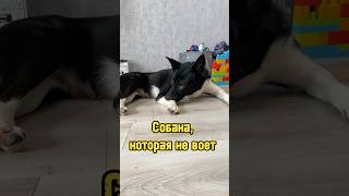 Собака, которая не воет 🐕 #питомцы #собака #щенок #dog #puppy