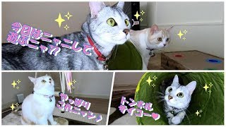 【かわいい猫】ニャンコロビー再び！