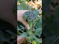 tips for growing your own broccoli hgtv digit