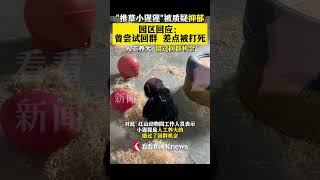 #推草小猩猩被质疑抑郁 #红山动物园 回应：人工养大错过回群机会 #江苏南京 #shorts