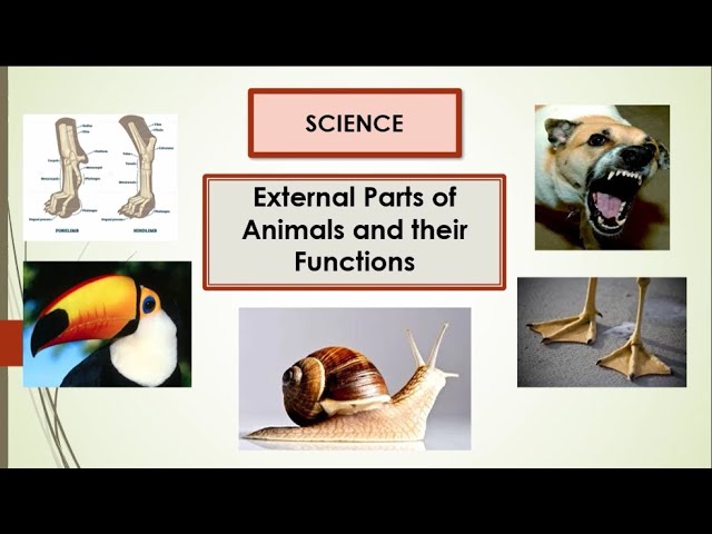 What Are The Parts Of Animals And Their Functions | Reviewmotors.co