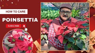 Poinsettia Plant Care - सालभर की खूबसूरती के राज़ I Plants for home garden in India  #poinsettia