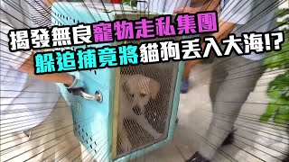 東張西望 | 揭發無良寵物走私集團 為躲追捕竟將貓狗丟入大海!?