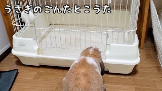 【ごんたのおうち】うさぎのごんたのおうちを私は…〜Gonta's cage...〜#735