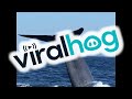 Blue Whale Raises Tail Tall || ViralHog