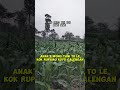 pembenihan jagung maxxi tumbuh lebat #beranda #sawah #pertanian #petani #pertanian #jagung