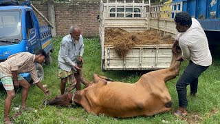 Cow unloading, cow videos,cow video,big cow,goru hamba cow,Gabtoli,Paragram[Ep -18](Kurbani Eid2022)