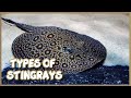 Types of Freshwater Stingrays for Aquarium