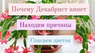 Декабрист заболел.. Как лечить?.🪴