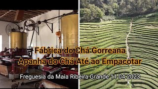 Fábrica do Chá Gorreana Freguesia da Maia  Desde Apanha do Chá ate Empacotamento do Chá......